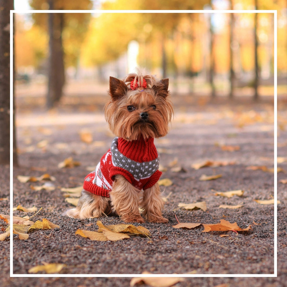 Pet Wearable Accessories