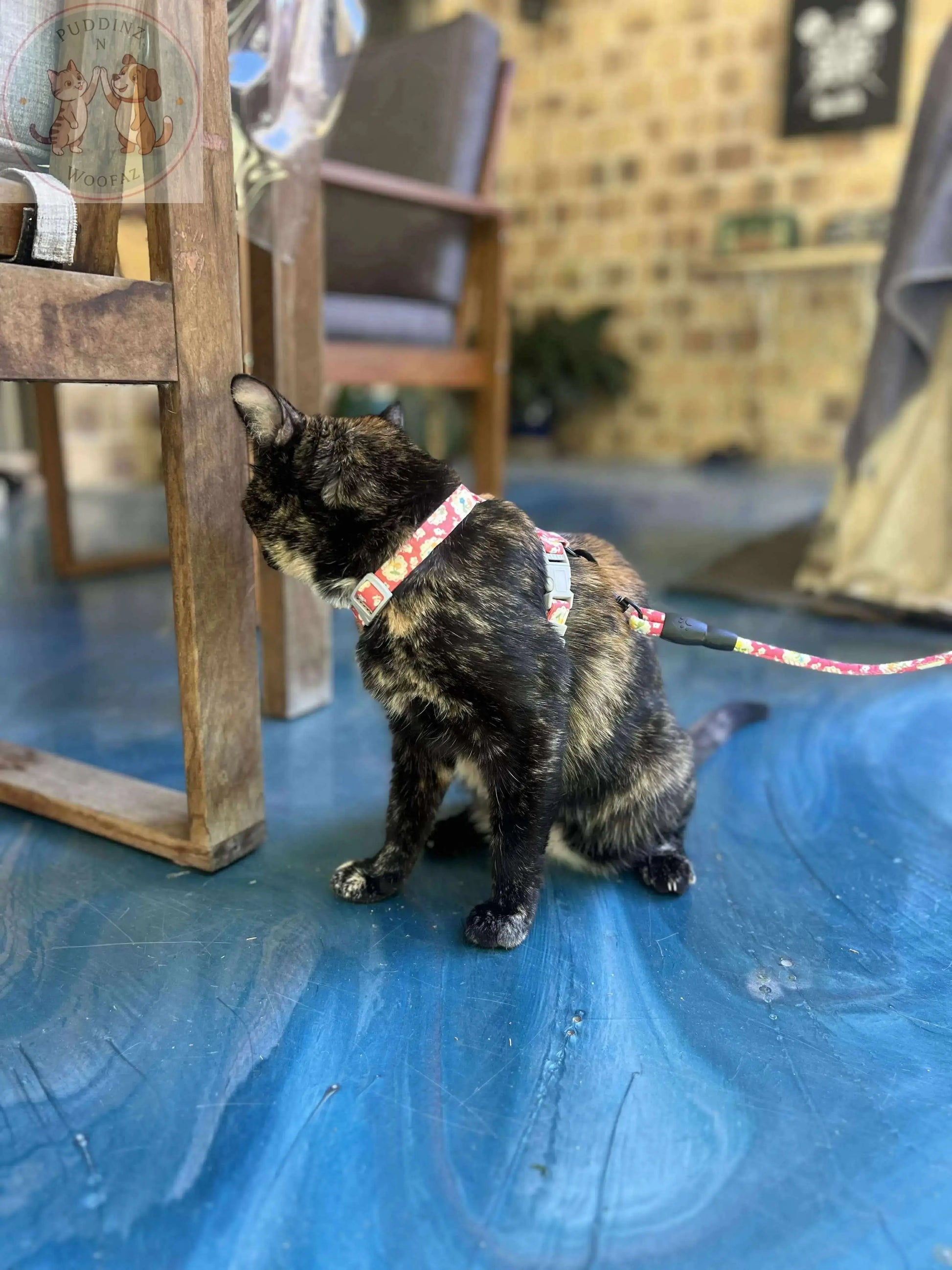 Cat Harness and Leash – Japanese Style Walking Set Puddinz n Woofaz   Puddinz n Woofaz