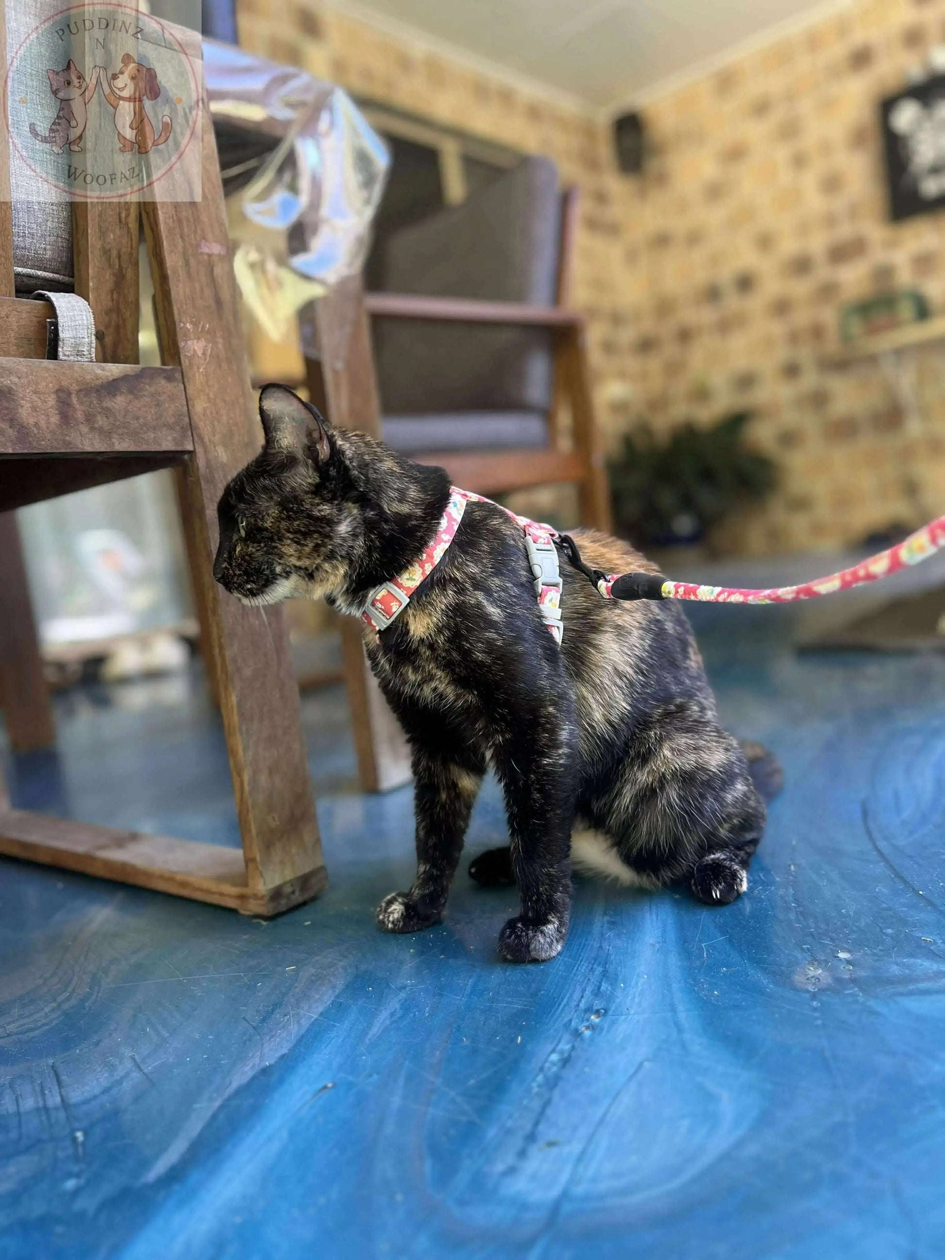 Cat Harness and Leash – Japanese Style Walking Set Puddinz n Woofaz   Puddinz n Woofaz