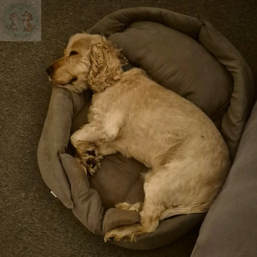 Portable Dog Bed – Foldable Travel Mat for Dogs and Cats Puddinz n Woofaz   Puddinz n Woofaz