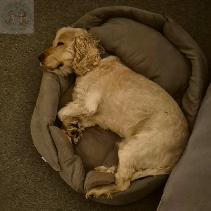 Portable Dog Bed – Foldable Travel Mat for Dogs and Cats Puddinz n Woofaz   Puddinz n Woofaz