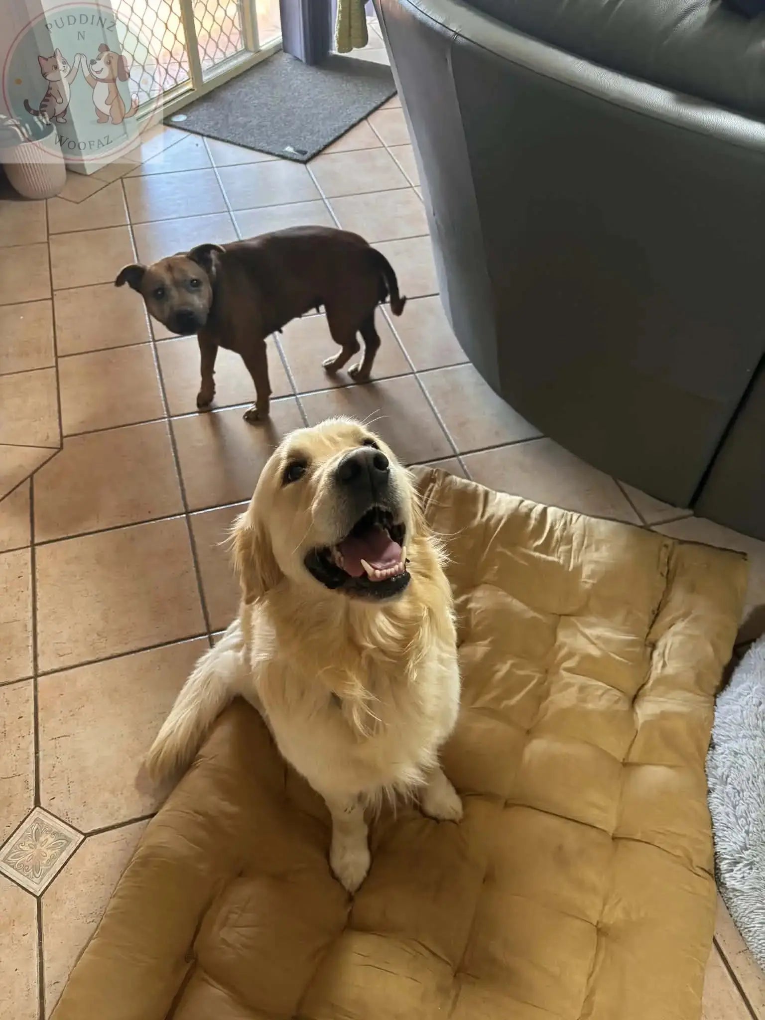 Portable Dog Bed – Foldable Travel Mat for Dogs and Cats Puddinz n Woofaz   Puddinz n Woofaz